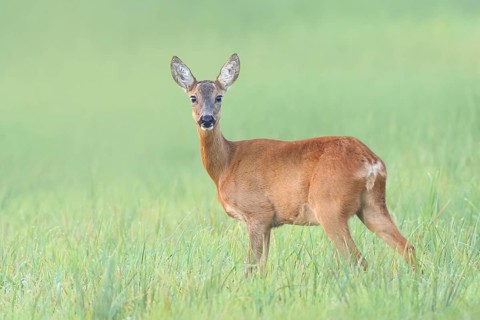 European roe deer (Capreolus capreolus), a doe standing in a meadow, wildlife, morning light, doe,