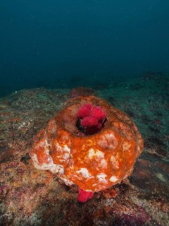 Red-tinged vase sponge (Haplosclerida), a marine sponge, with a vibrant structure of corals on the