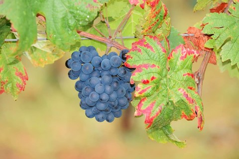 Grapes on the vine, Pinot Noir or Pinot Noir grape variety, Alsace, Grand Est, France