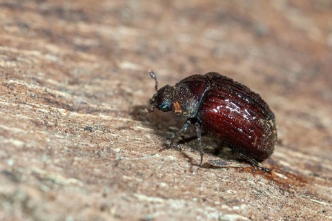 Aesalus scarabaeoides, black-brown short rotter, beetle, coleoptera, insects, beetles