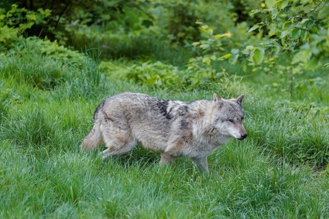 A Eurasian gray wolf (Canis lupus lupus) runs across a green meadow at the edge of the forest on a