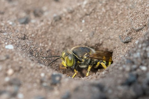 Bembix Rostrata, Brandenburg, Common European Sand Wasp, Crabroniade, Germany, hymenoptera, gyro