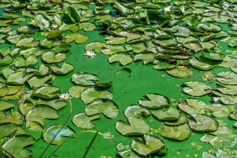 Waterlillies in lake contaminated with aquatic cyanobacteria, blue-green algae blooming on water