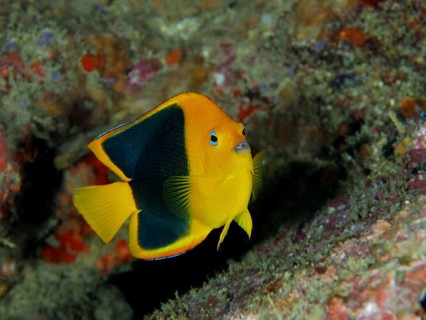 A colourful black and yellow three-coloured angelfish (Holacanthus tricolor) in the coral reef,