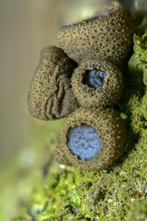 Black stud fungus, blood lava cup, Bulgaria inquinans, sequential decomposer, common dirt cup, lava
