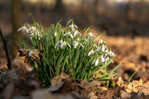 Amaryllidaceae, Galanthus nivalis, small snowdrop, daffodil family, snowdrop, amaryllis family,