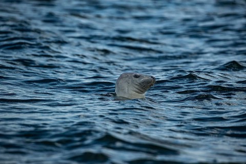 A seal is seen sideways in the blue sea, close-up of a grey seal looking out of the water, Denmark