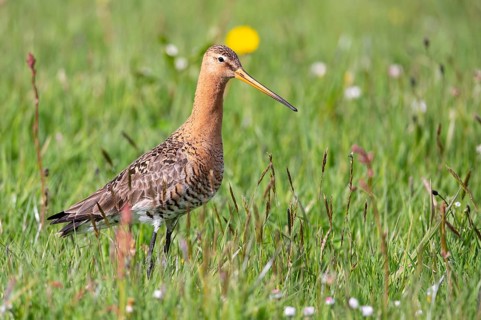 Black-tailed gown Limosa limosa) in a wet meadow, De Waal, Texel, the Netherlands