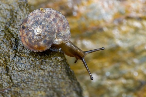 Helicigona lapicida, lapidary snail, rock picker, rock cutting snail, gastropod, mollusca, snails,