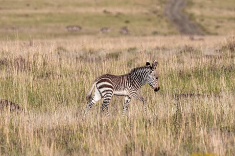 Cape Mountain Zebra (Equus zebra zebra), foal, Mountain Zebra National Park, Eastern Cape, South