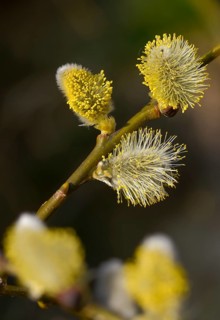 Hanging sage, kitten willow, palm willow, saal willow, salicaceae, salix caprea, salwillow, willow,