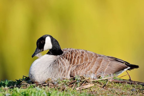 Canada goose (Branta canadensis) sitting brooding on the nest, North Rhine-Westphalia, Germany