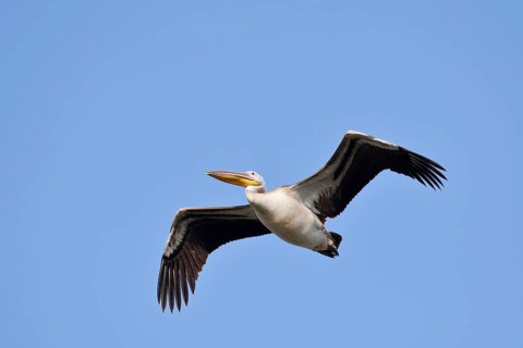 Pink pelican (Pelecanus onocrotalus), immature, flying, Greece