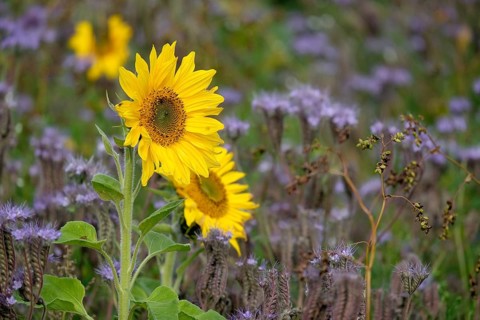 Sunflowers and phacelia, North Rhine-Westphalia, Germany