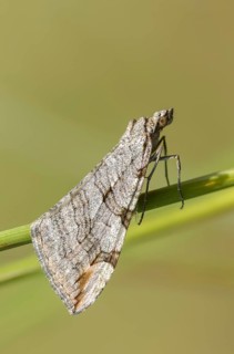 Aplocera plagiata, gray moth, large St. John's wort moth, dry turf hartheu gray moth, butterfly,