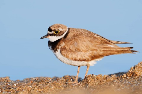 Little Ringed Plover (Charadrius dubius), North Rhine-Westphalia, Germany