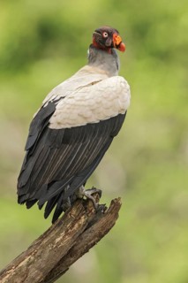King Vulture (Sarcoramphus papa) perched on a branch in Costa Rica