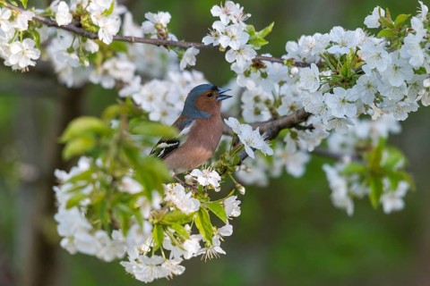 Chaffinch, Fringilla Coelebs, Fruit Tree Blossoms, Birds, Call, Spring, Song, Male, Passeri, Call,