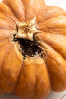 A close-up of a decaying pumpkin with a hollowed-out top. The surface is brown and wrinkled,