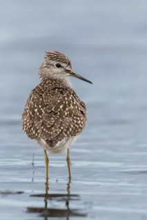 Bruchwassersträder, tringa glareola, wood sandpiper, birds, charadriiformes, high size, portrait