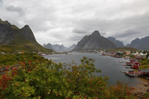 Wide view of Reinefjorden with autumnal rowan trees in the foreground, Reinebringen mountain on the