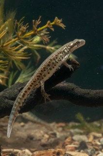 Italian newt, Italian water newt, Lissotriton italicus, Triturus italicus, amphibians, caudata,