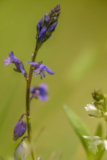 Common cruciferous, common cruciferous, cruciferous, cruciferous, cruciferous plant, polygala