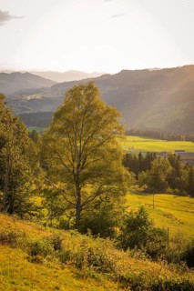A single tree is at the center of a hilly landscape at sunset, Oberstaufen region, Allgäu, Bavaria,