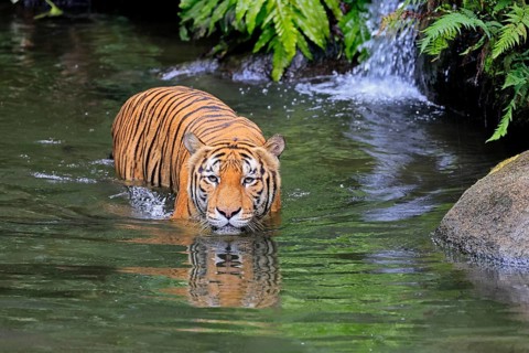 Malaysia tiger (Panthera tigris jacksoni), adult, in water, alert, Malaysia, Southeast Asia