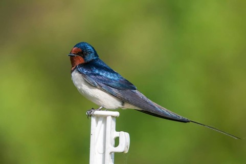 Hirundo rustica, house martin, swallow, birds, passeri, swallows, songbirds, songbirds, birds
