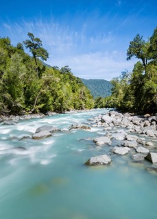 Turquoise blue Rio Blanco river flows through temperate rainforest, Valdivian or northern