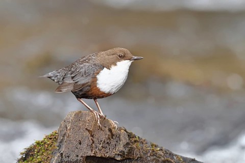 A white-throated dipper (Cinclus cinclus) stands on a rock in the middle of a stream, holding its