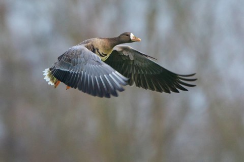 Greater White-fronted Goose (Anser albifrons) flying, North Rhine-Westphalia, Germany