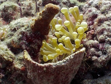 Caribbean golden rose (Condylactis gigantea) next to a sponge on the seabed, Breakers dive site,