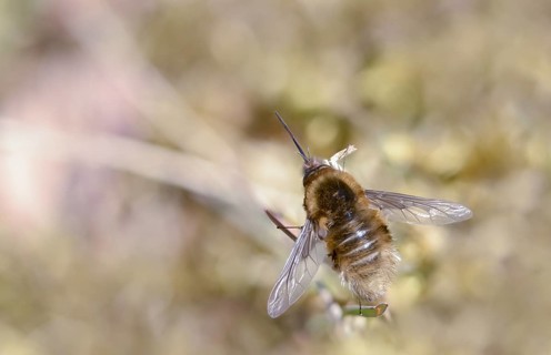 Bombyliidae, Bombylius venosus, common weaver, black-bristled woolswear, diptera, insects,