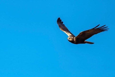 Marsh Harrier (Circus aeruginosus), Lembruch, Lower Saxony, Germany