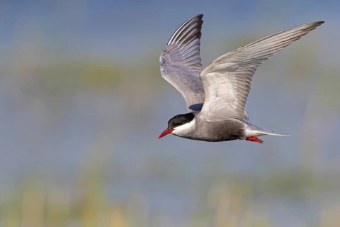 White-bearded Tern, (Chlidonias hybridus, Chlidonias hybrida, family of terns, flight, biotope,