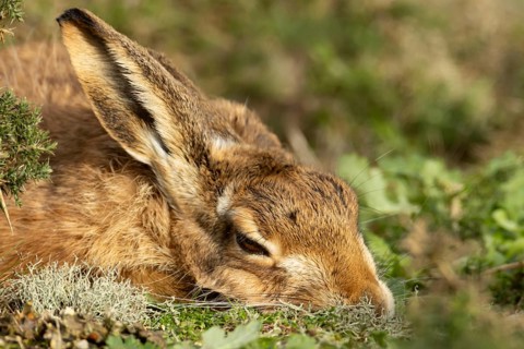 European brown hare (Lepus europaeus) adult animal resting in grassland, England, United Kingdom