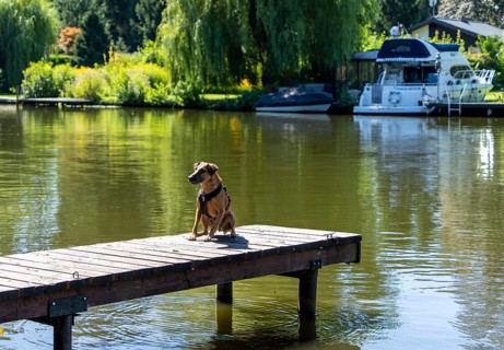 Medium-sized mixed breed dog with short, brown fur jumping into the Dahme near Dolgenbrodt,