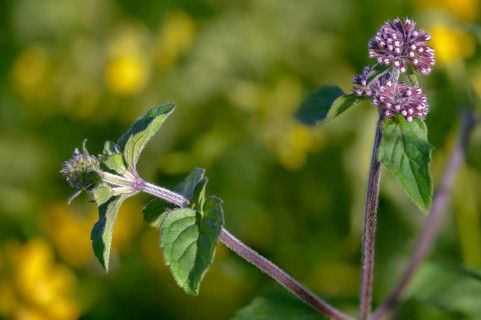 Lamiaceae, mint, mentha aquatica, water mint, water mint, flora, mint, plants