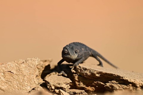 Desert chameleon, Namaqua chameleon (Chamaeleo namaquensis), Namib Desert near Swakopmund, Namibia