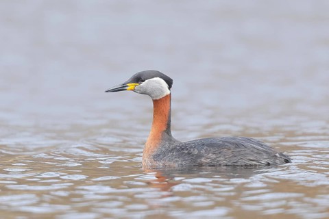 Red-necked Grebe (Podiceps grisegena) grebe, shallow water zone, wildlife, nature photography,