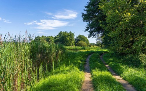 Landscape with lush green meadows and tall reed grass around the Heiligsee in the Uckermark,