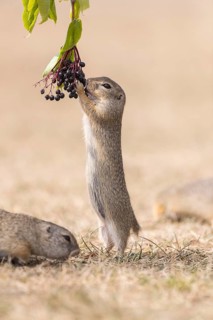 One European ground squirrel (Spermophilus citellus) or European souslik standing erected in dry