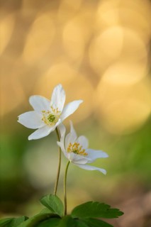 Blooming wood anemones (Anemone nemorosa), Vechta, Lower Saxony, Germany