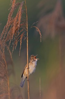 Reed warbler, (Acrocephalus arundinaceus), reedbed perch, biotope, habitat, animals, birds,