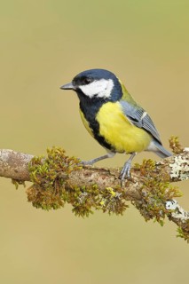 Great Tit (Parus major), perched on a branch covered in moss and lichen, wildlife, animals, birds,