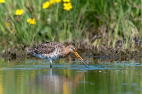 Black-tailed godwit, limosa limosa, birds, charadriiformes, limikolen, snipe birds, scolopacidae,