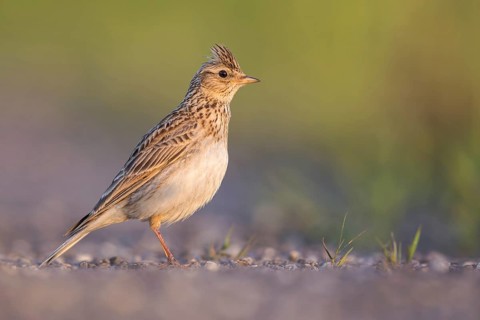 Eurasian Skylark (Alauda arvensis) male perched on the ground, Poland