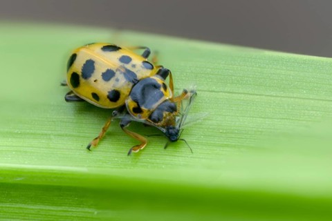 13-spotted lady beetle, thirteen-point ladybird, thirteen-spotted marsh ladybird, Hippodamia